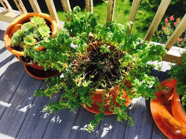 Potted spearmint droops when it needs a drink.