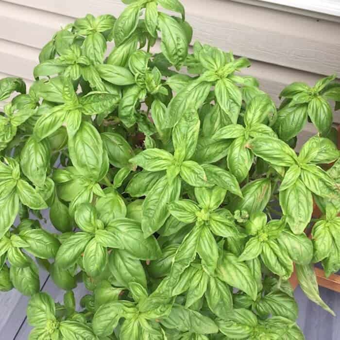 Basil grows well in a pot on our porch. It's one of my favorite herbs to grow.
