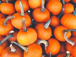 Pumpkins can be used for more than jack-o-lanterns! Check out our recipes. Photo by Corey Blaz, fancycrave.com.