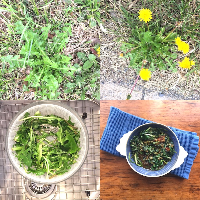 This will help you identify dandelions (even without flowers). Dig, wash, cook.