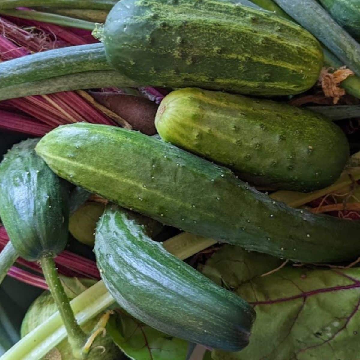 freshly picked cucumbers