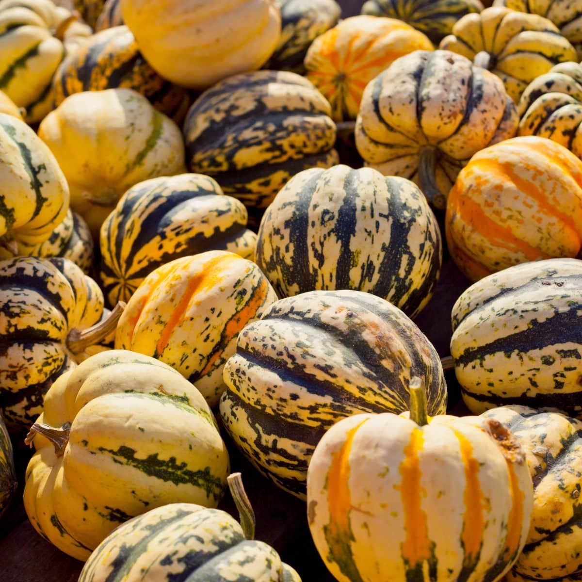 lots of Sweet Dumpling Squash