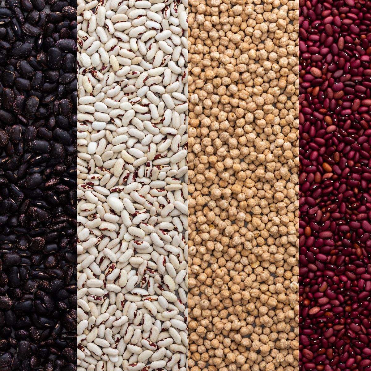 collection of dried beans lined up by type