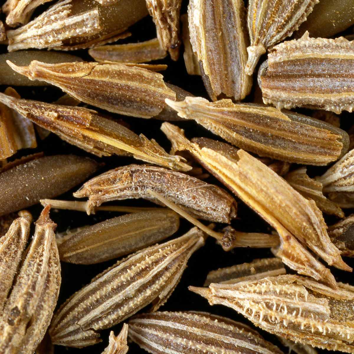 caraway seeds