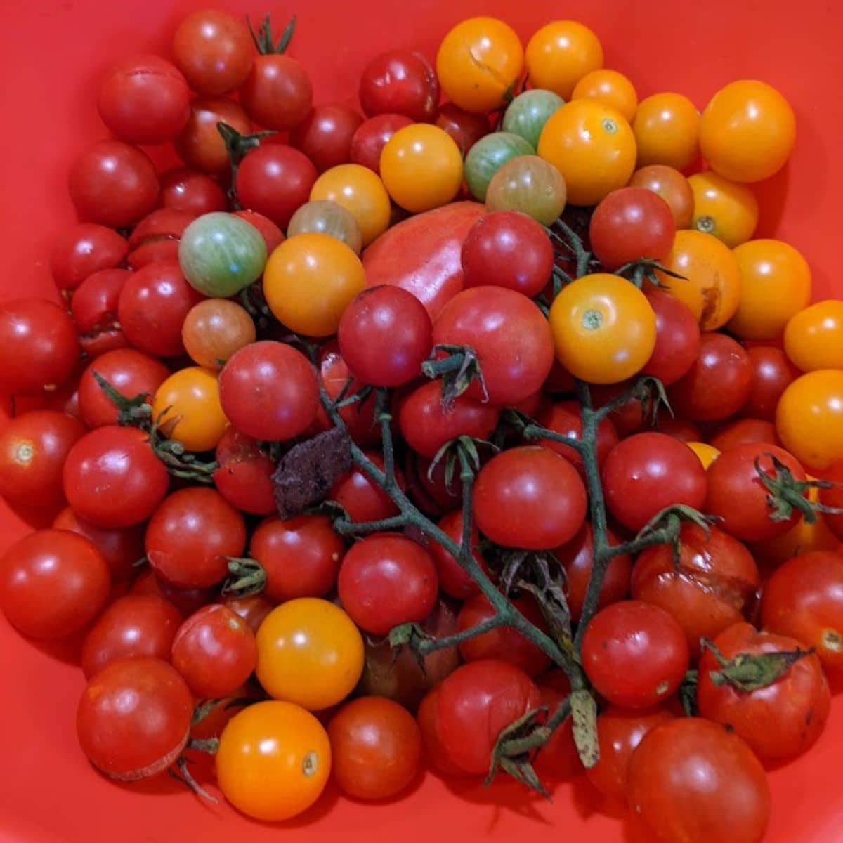 colorful cherry tomatoes