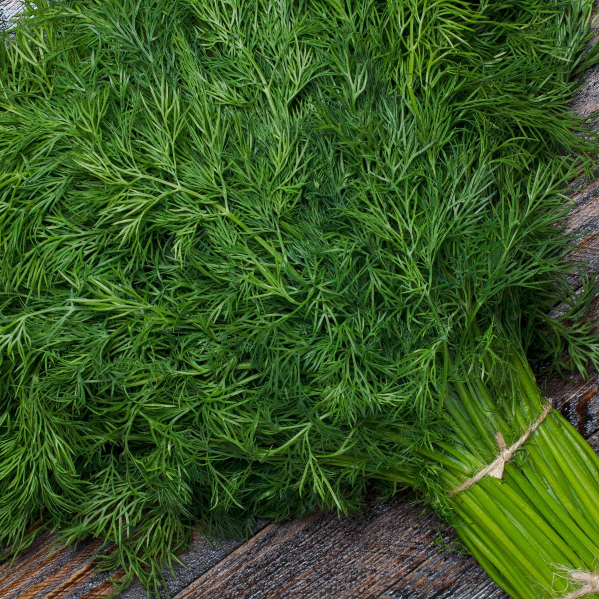 a bunch of fresh dill