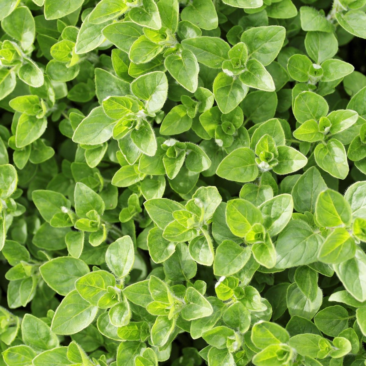 marjoram plants