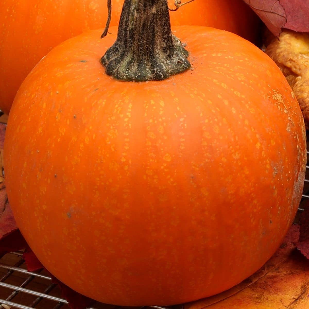 A closeup of a beautiful pie pumpkin.