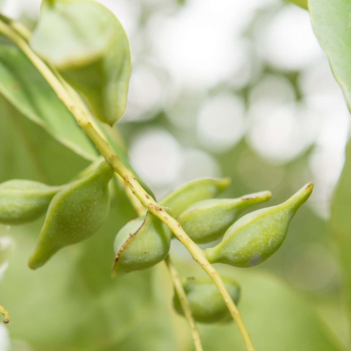 Kakadu plum fruits on a tree branch.