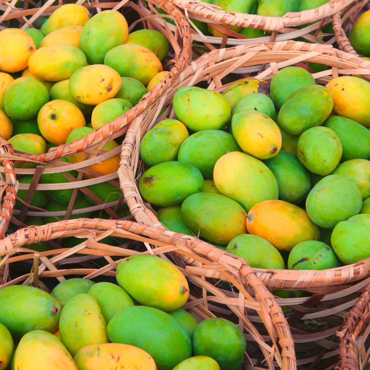 Keitt mangoes.