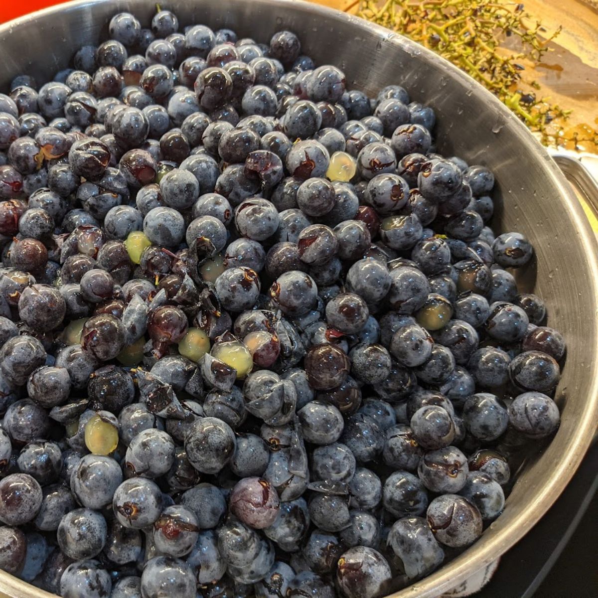 purple grapes in an aluminum pot, ready for steam juicing.