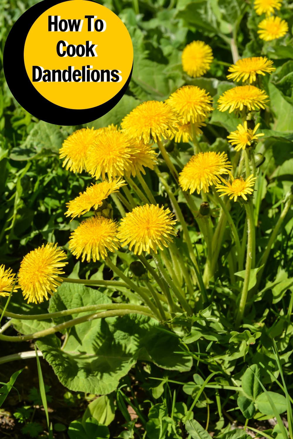 How to cook dandelions